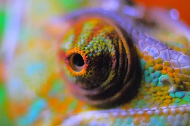 Chameleons aura