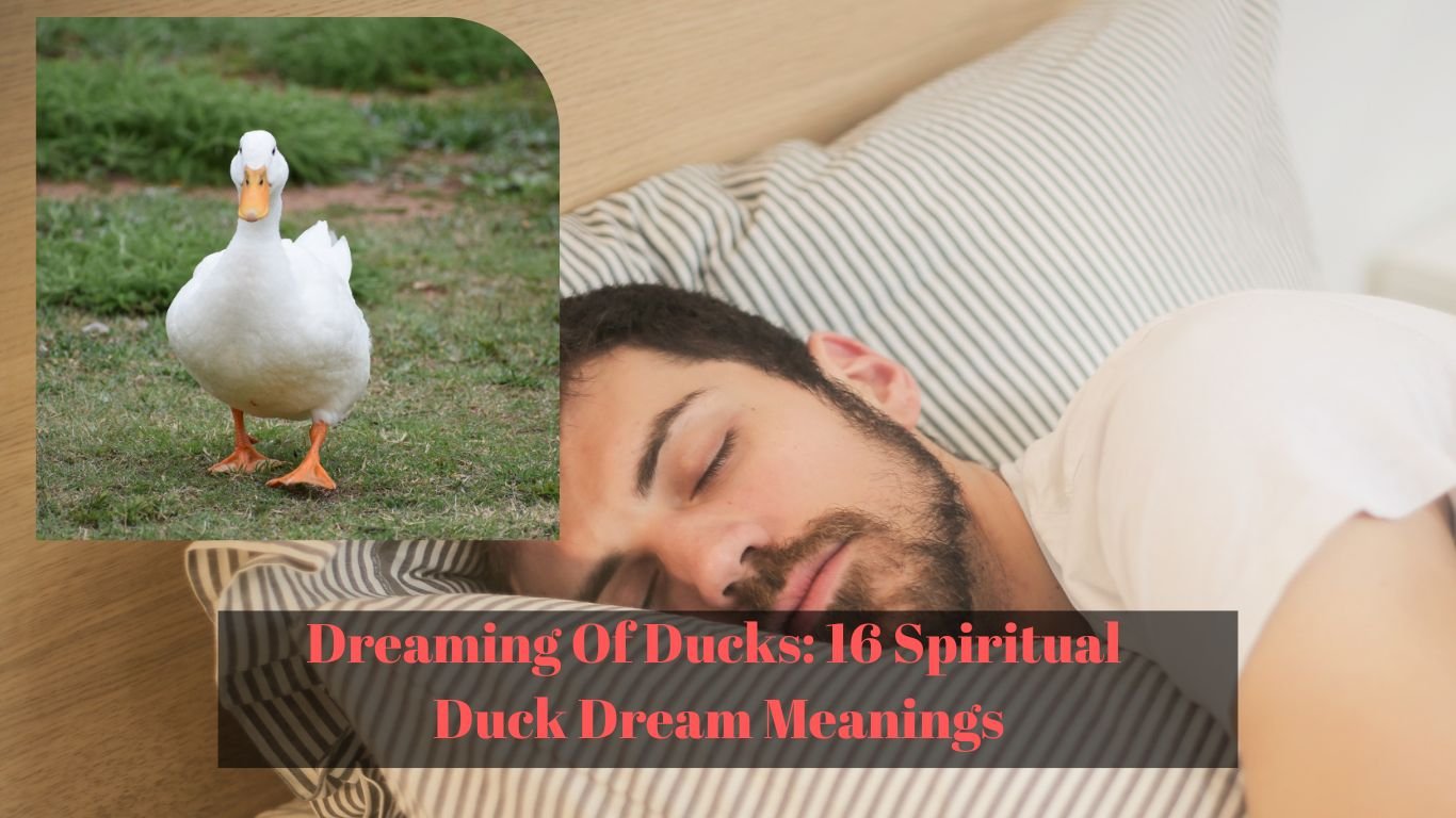 Dreaming Of Ducks