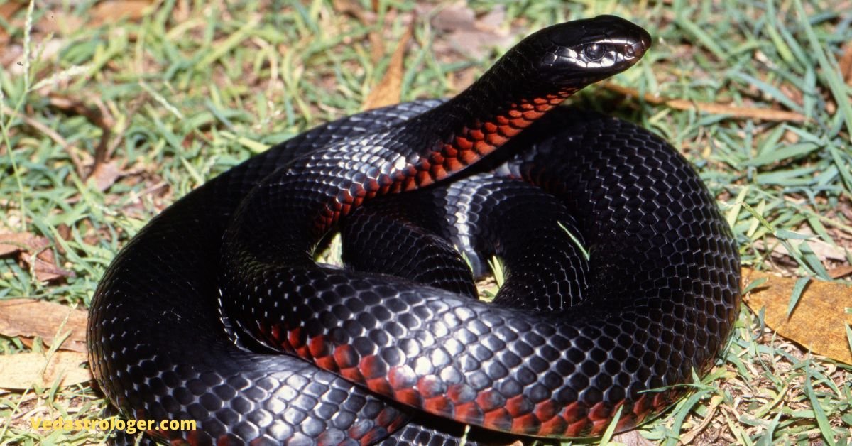 dream-about-black-snake-meaning-and-dream-interpretation