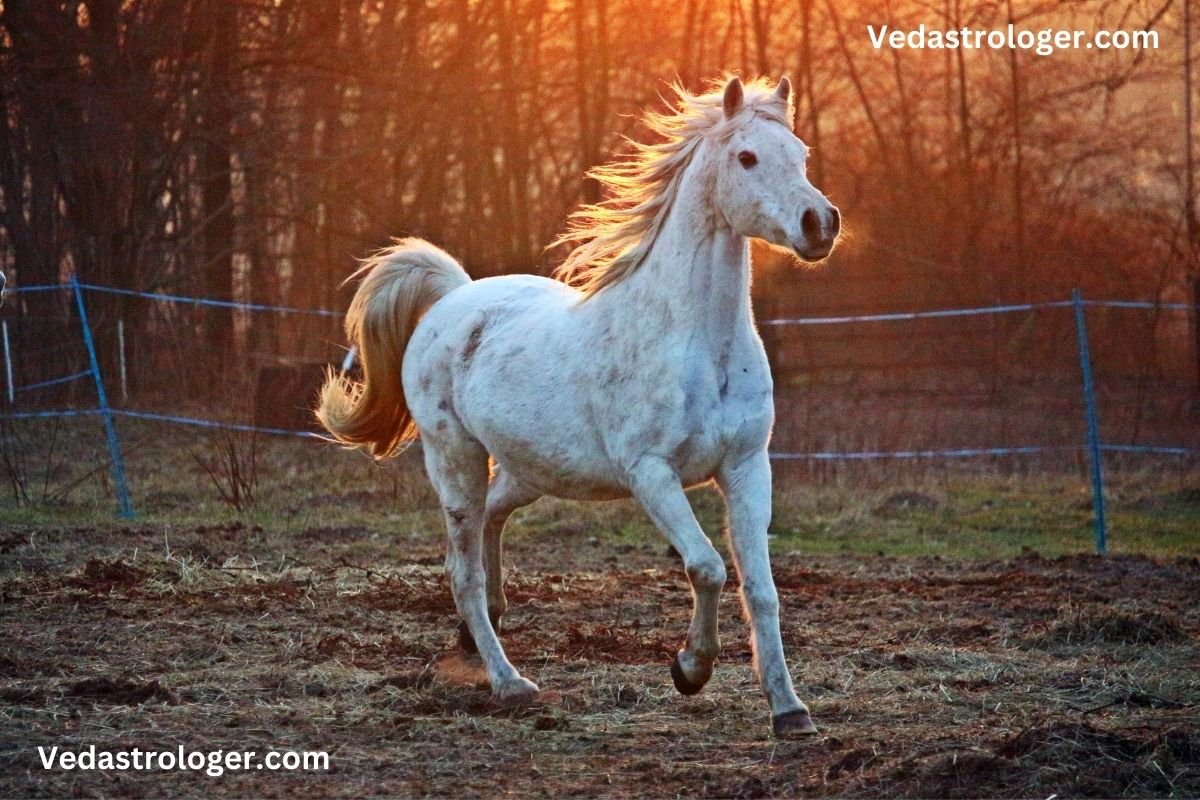 21 Horse Dream Meanings and Interpretation