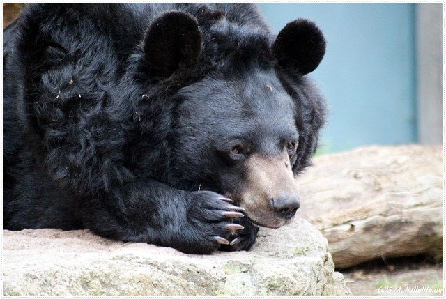 dream about black bear