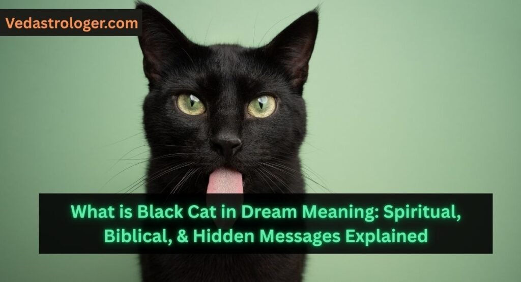 Black Cat in Dream Meaning